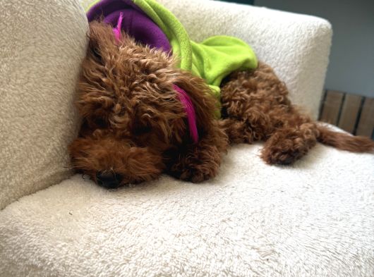 6 Aylik Dişi Poodle görsel
