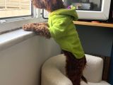 6 aylik dişi poodle