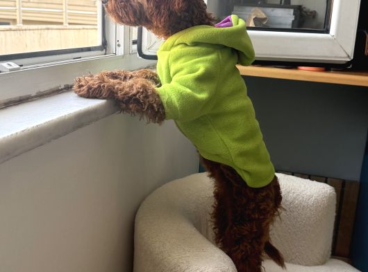 6 Aylik Dişi Poodle