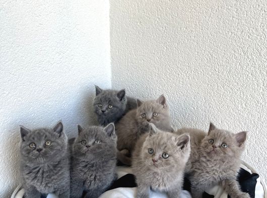 A Kali̇te Bebekler