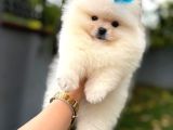 Teacup Pomerani̇an Boo Yavrularimiz