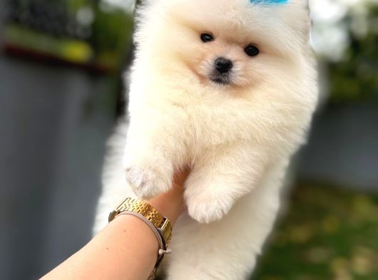 Teacup Pomerani̇an Boo Yavrularimiz görsel