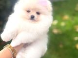 Teacup Pomerani̇an Boo Yavrularimiz