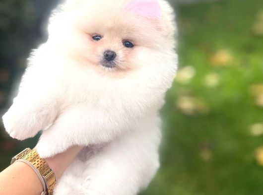 Teacup Pomerani̇an Boo Yavrularimiz görsel