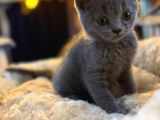 Orj Babyface British Shorthair Blue Bebeklerimiz