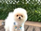 Teacup Pomerani̇an Boo Yavrularimiz