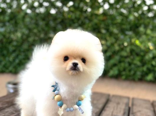 Teacup Pomerani̇an Boo Yavrularimiz görsel