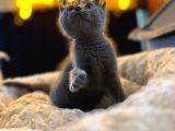 Orj Babyface British Shorthair Blue Bebeklerimiz