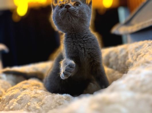 Orj Babyface British Shorthair Blue Bebeklerimiz görsel