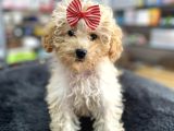 Mini - Teacup Poodle