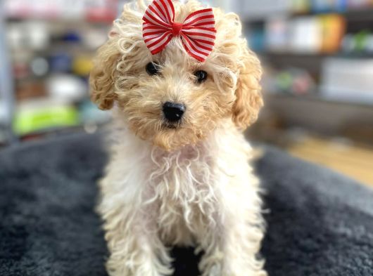 Mini - Teacup Poodle görsel