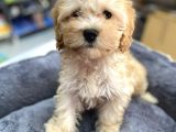 Anne Maltese Baba Secereli Red Brown Poodle