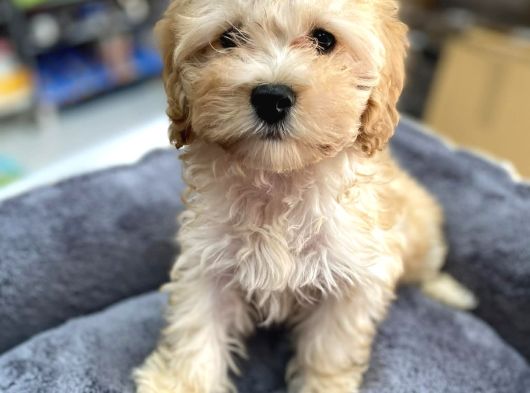 Anne Maltese Baba Secereli Red Brown Poodle görsel