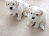 Maltese terier yavrularimiz