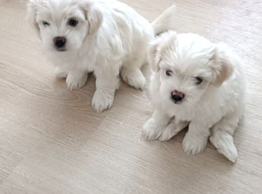 Maltese Terier Yavrularimiz