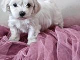 Maltese Terier Yavrularimiz