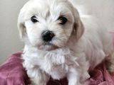 Maltese Terier Yavrularimiz