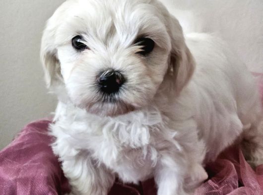 Maltese Terier Yavrularimiz görsel