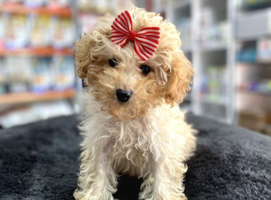 Mini - Teacup Poodle görsel