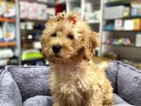 Secereli Red Brown Babadan Toy Poodle Yavrumuz