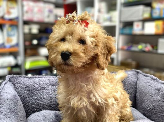 Secereli Red Brown Babadan Toy Poodle Yavrumuz görsel
