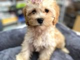 Anne Maltese Baba Secereli Red Brown Poodle