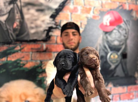 Ruhsatlı Çiflğimizden A Kalite Labrador Yavrularımız görsel