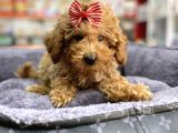 Mini - Teacup Poodle