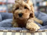 Anne Maltese Baba Secereli Red Brown Poodle