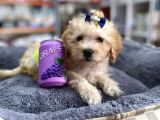 Mini Maltipoo -Teacup-