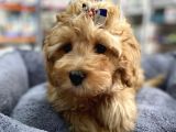 Anne Maltese Baba Secereli Red Brown Poodle