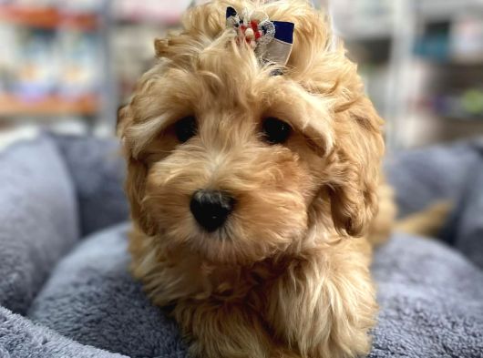 Anne Maltese Baba Secereli Red Brown Poodle görsel
