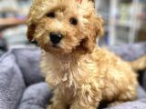 Secereli Red Brown Babadan Toy Poodle Yavrumuz