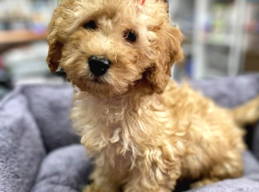 Secereli Red Brown Babadan Toy Poodle Yavrumuz görsel