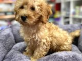 Secereli Red Brown Babadan Toy Poodle Yavrumuz