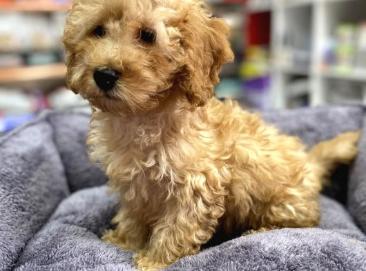 Secereli Red Brown Babadan Toy Poodle Yavrumuz görsel