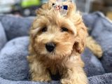 Anne Maltese Baba Secereli Red Brown Poodle