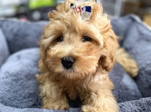 Anne Maltese Baba Secereli Red Brown Poodle görsel