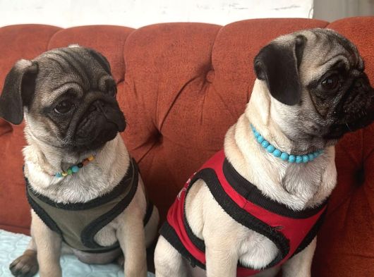 Pug Mops Yavrulari Mama Ve Malzeme Kampanyanli görsel