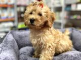 Secereli Red Brown Babadan Toy Poodle Yavrumuz