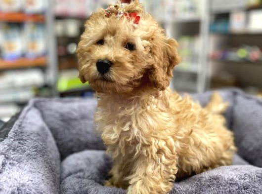 Secereli Red Brown Babadan Toy Poodle Yavrumuz görsel