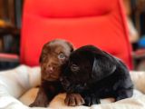 Ruhsatlı Çiflğimizden A Kalite Labrador Yavrularımız
