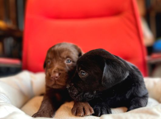 Ruhsatlı Çiflğimizden A Kalite Labrador Yavrularımız görsel
