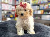 Mini - Teacup Poodle