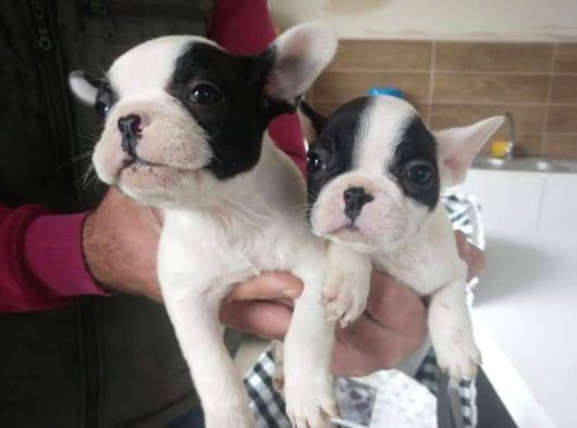 French Bull Dog Yavruları Mama Ve Malzeme Kanpanli