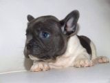 French Bull Dog Yavruları Mama Ve Malzeme Kanpanli