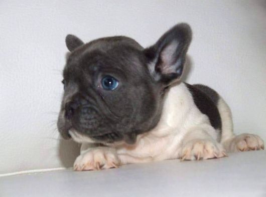 French Bull Dog Yavruları Mama Ve Malzeme Kanpanli görsel