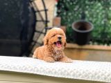 Babyface Kore Kan Oyuncu Toy Poodle Yavrularım