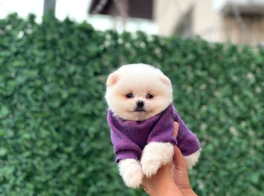 Pomenerian Boo Yavrularımız Yeni Ailelerini Arıyor görsel