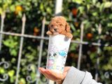 Orjinal Teacup Red Brown Toy Poodle Yavrularımız